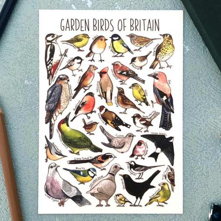 Alexia Claire 'Garden Birds of Britain' Wildlife Postcard