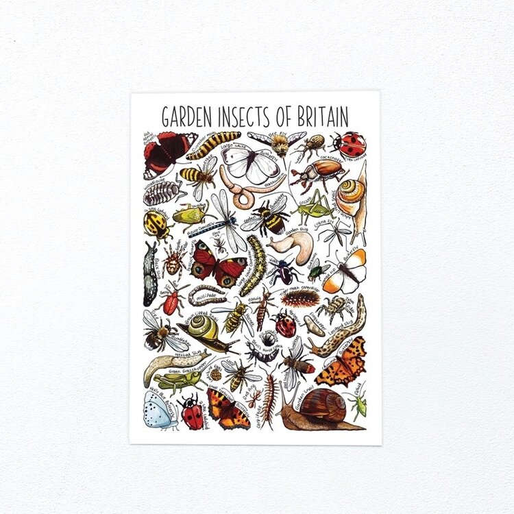 Alexia Claire 'Garden Insects of Britain' Wildlife Postcard