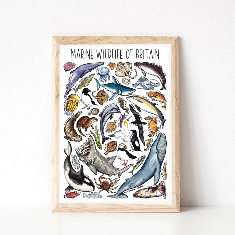 Alexia Claire 'Marine Wildlife of Britain' Postcard
