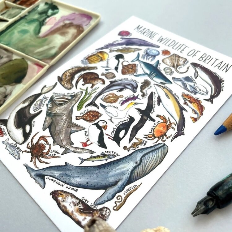 Alexia Claire 'Marine Wildlife of Britain' Wildlife Postcard