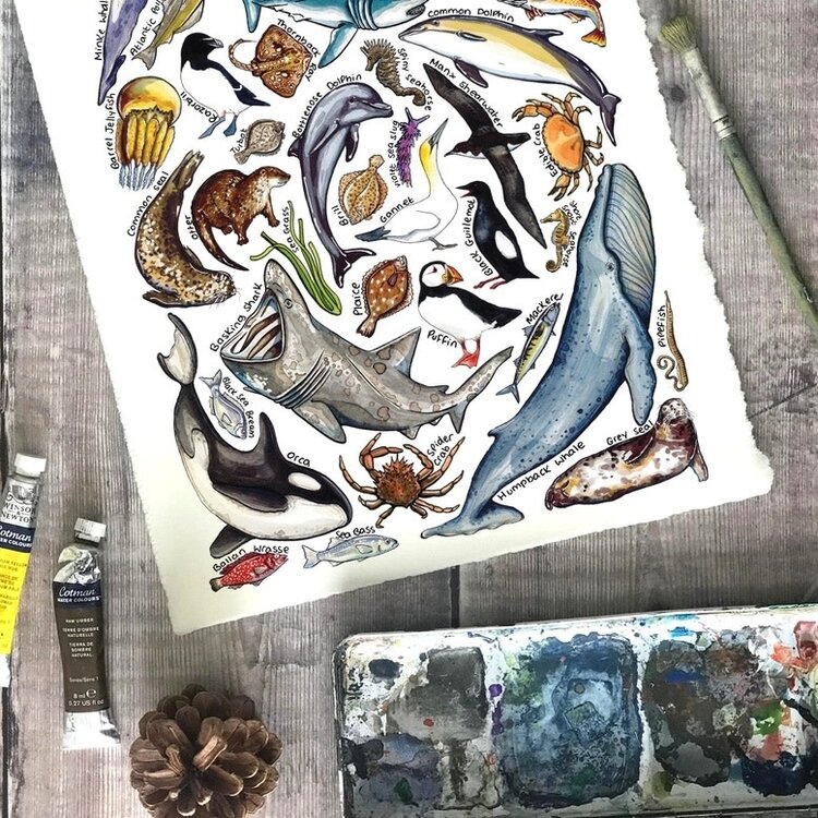 Alexia Claire 'Marine Wildlife of Britain' Postcard