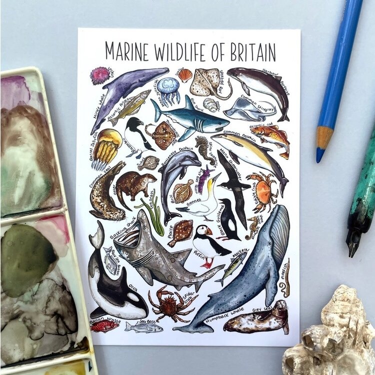 Alexia Claire 'Marine Wildlife of Britain' Wildlife Postcard