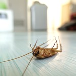 Insektizide & Ungezieferprodukte