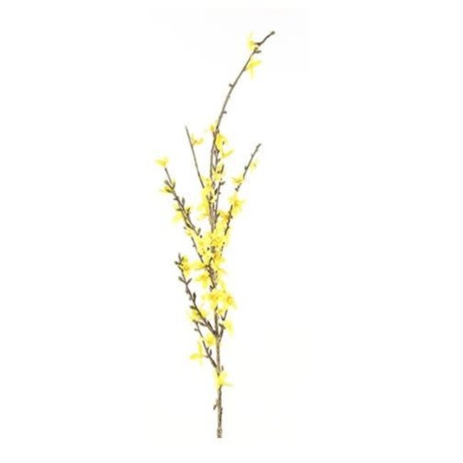 Forsythia S geel - L76B10H1,5CM