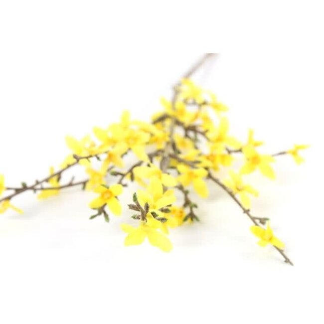 Forsythia S geel - L76B10H1,5CM