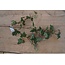 # E331 - Hedera - kunst - 60 x20 x 10 cm