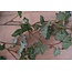 ~E331 - Hedera - kunst - 60 x20 x 10 cm