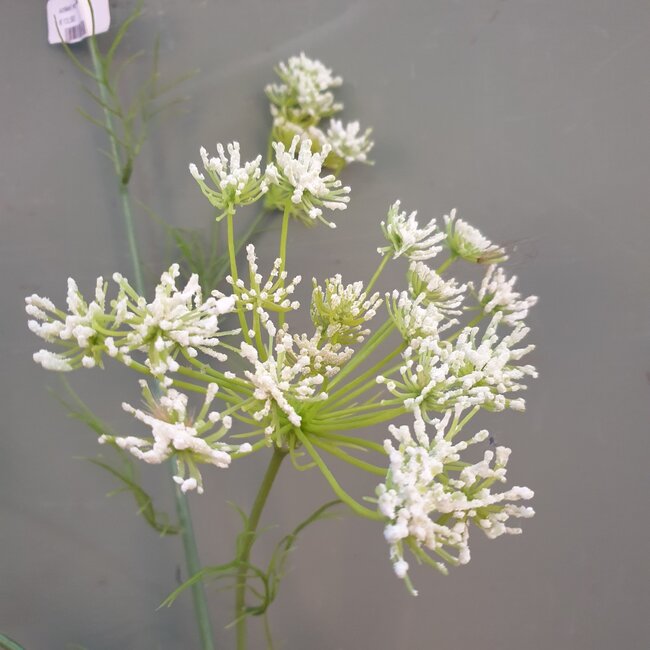 J589 -  dancus carota dille 120cm white
