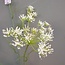 NT!!! -J589 -  dancus carota dille 120cm white