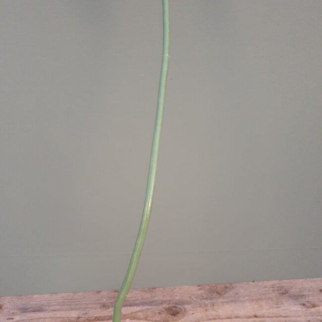 J589 -  dancus carota dille 120cm white