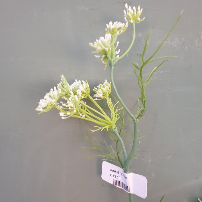 J589 -  dancus carota dille 120cm white