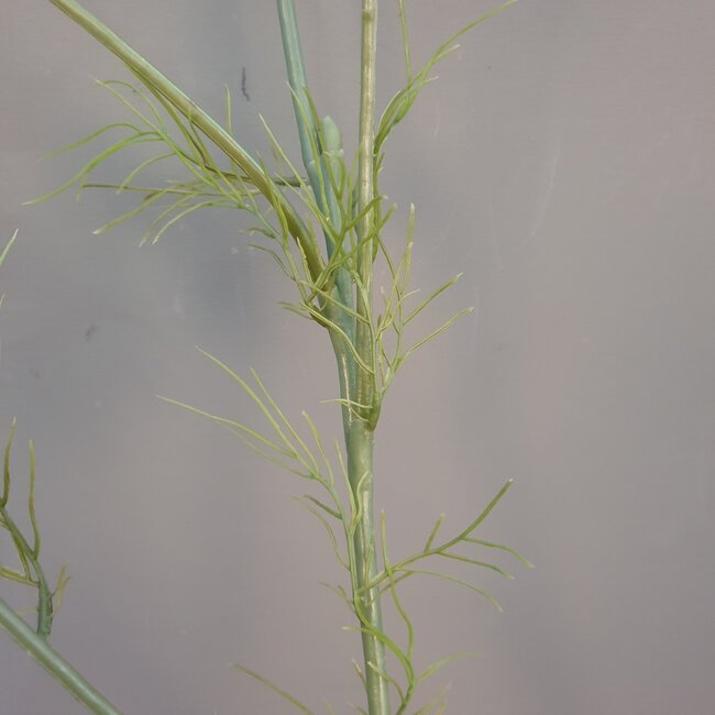 J589 -  dancus carota dille 120cm white