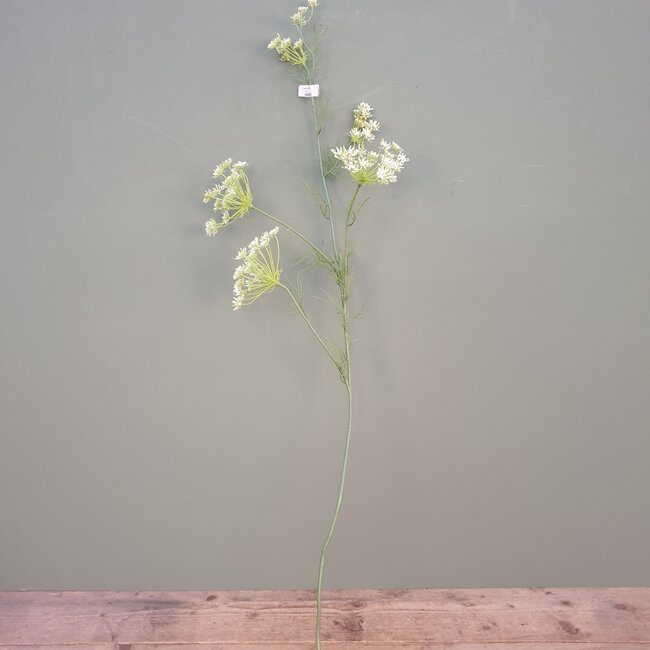 J589 -  dancus carota dille 120cm white