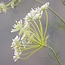J589 -  dancus carota dille 120cm white