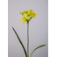 J569 - narcis - kunst - Single Daffodil 44cm