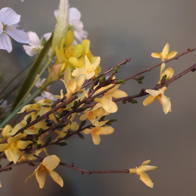 Forsythia S geel - L76B10H1,5CM