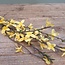 Forsythia S geel - L76B10H1,5CM