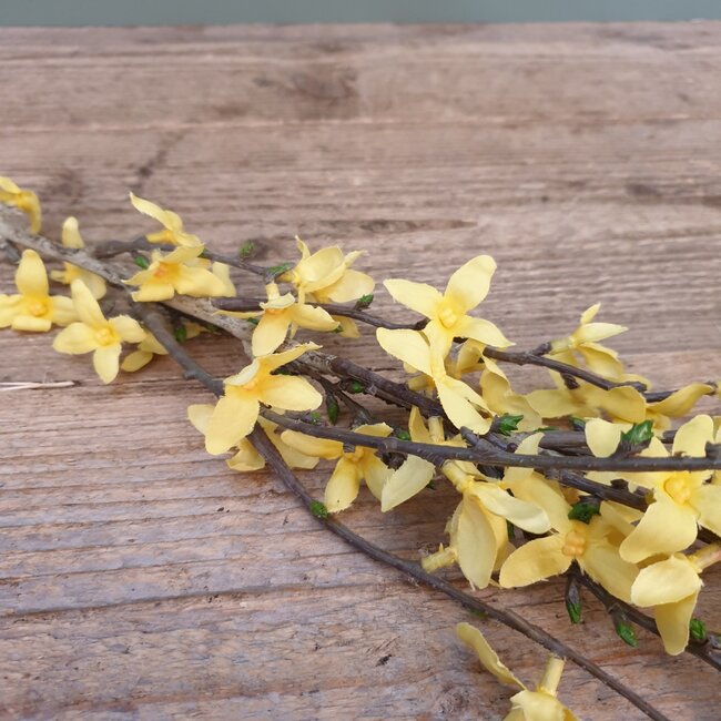Forsythia S geel - L76B10H1,5CM