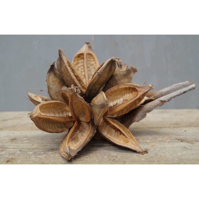 # Soroca Penca - ca. 35 x 25 cm