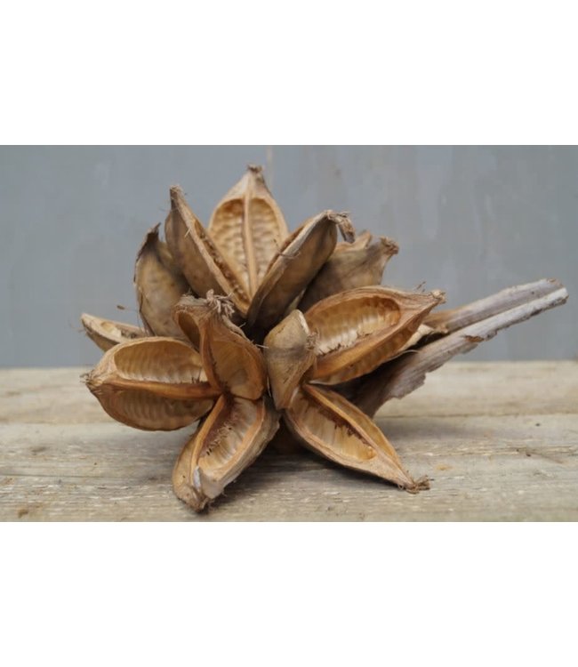 # Soroca Penca - ca. 35 x 25 cm