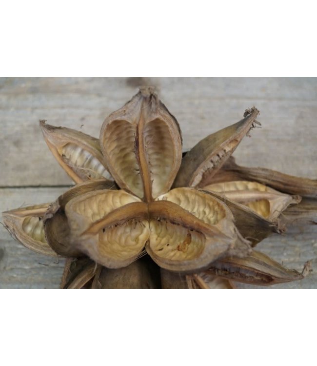 # Soroca Penca - ca. 35 x 25 cm
