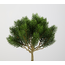 Round Pine Bush 25cm - kunst