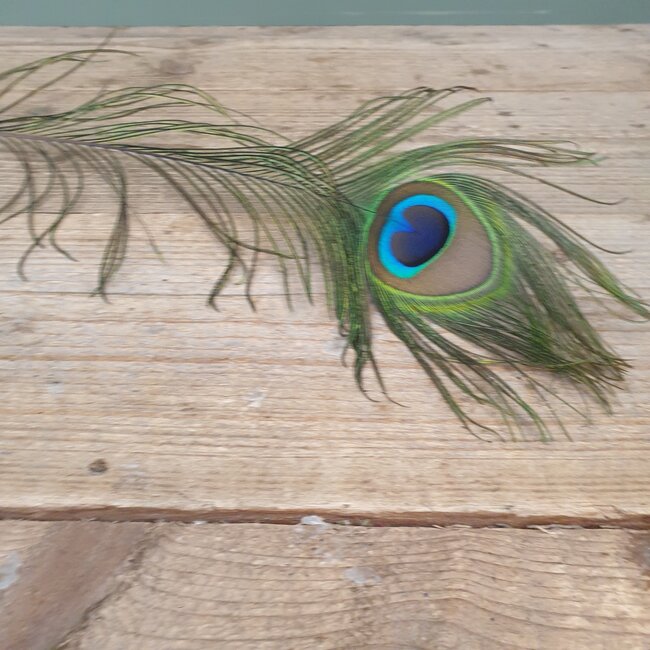 # I427 - pauwenveer - basic feather peacock ca. 80 cm