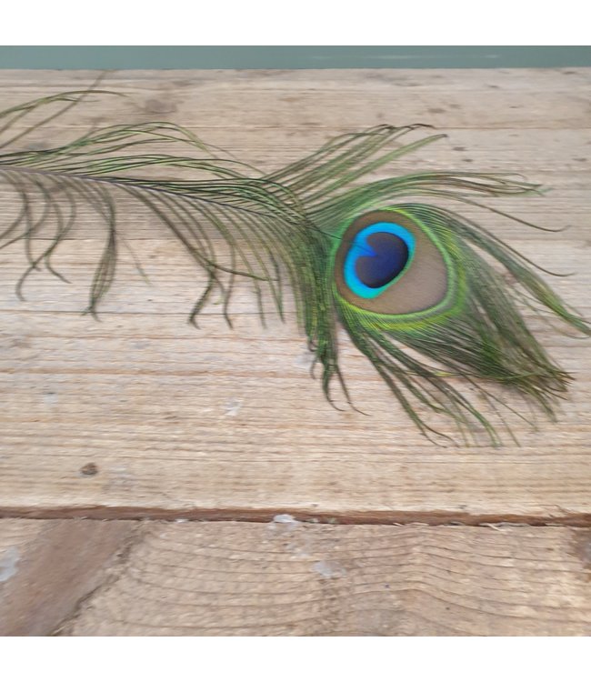 I427 - pauwenveer - basic feather peacock ca. 80 cm