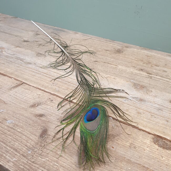 # I427 - pauwenveer - basic feather peacock ca. 80 cm