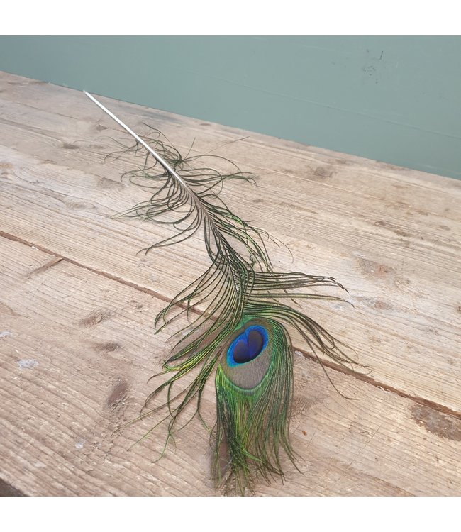 I427 - pauwenveer - basic feather peacock ca. 80 cm