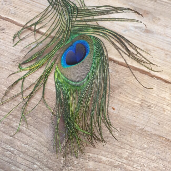 # I427 - pauwenveer - basic feather peacock ca. 80 cm