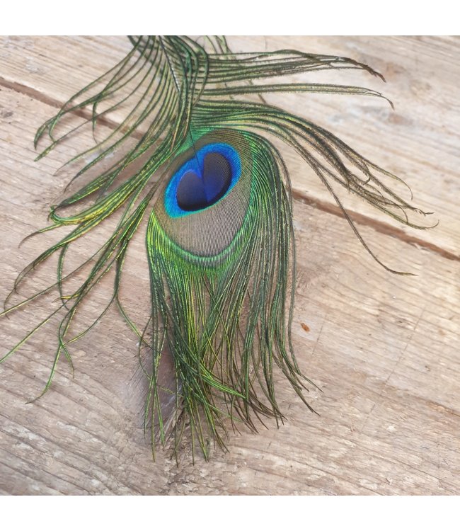 I427 - pauwenveer - basic feather peacock ca. 80 cm