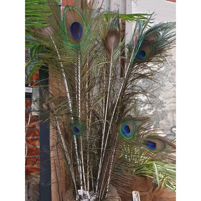 # I427 - pauwenveer - basic feather peacock ca. 80 cm