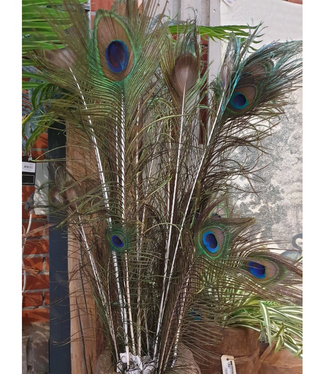 I427 - pauwenveer - basic feather peacock ca. 80 cm