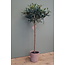 Olijfboom - kunst - Olea europaea groen - L45B45H75CM