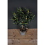 Olijfboom - kunst - Olea europaea groen - L45B45H75CM