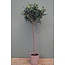 Olijfboom - kunst - Olea europaea groen - L45B45H75CM