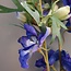 Delphinium Jesika blauw 8 x 8 x 94 cm