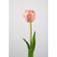 Single Tulip tulp 43 cm - roze