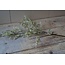 # W126 - limonium spray wit 90 cm