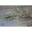 # W126 - limonium spray wit 90 cm