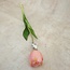Single Tulip tulp 43 cm - roze