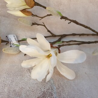 Countryfield # Witte magnolia Chayca 87 cm - M