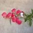 Sweetpea 70cm - fuchsia