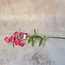 Sweetpea 70cm - fuchsia