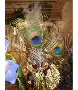 I427 - pauwenveer - basic feather peacock ca. 80 cm