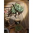 Olijfboom - kunst - Olea europaea groen - L45B45H75CM