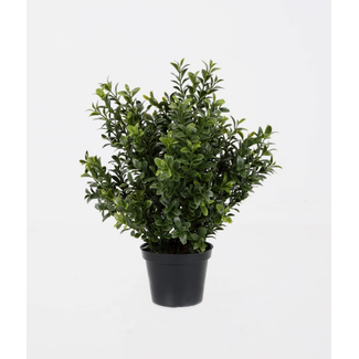 Boxwood Potted Bush W/144 lvs 31cm - buxus