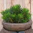 Round Pine Bush 25cm - kunst