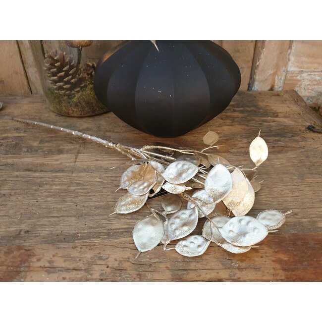 ## Lunaria champagne-L8B15H40CM